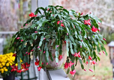 Sweet Southern Days A Christmas Cactus