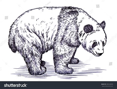 Engrave Ink Draw Panda Illustration Stock Illustration 386528299