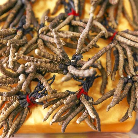 Cordyceps Benefits Side Effects And Dosage