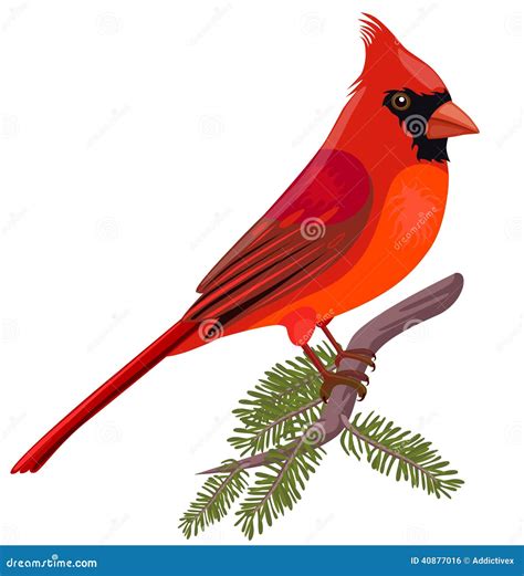 Cardinal Cartoons Illustrations And Vector Stock Images 8094 Pictures