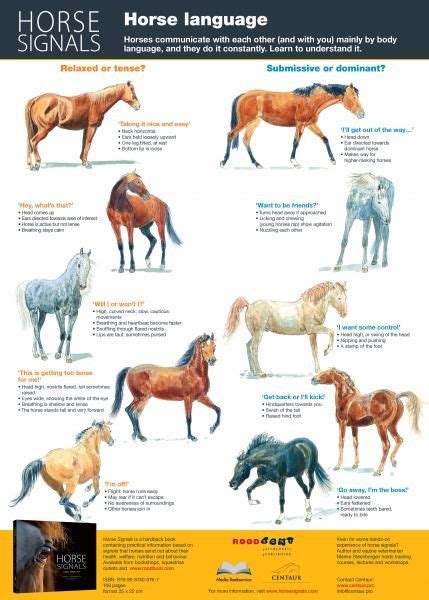 Horse Information Horse Facts Horse Behavior