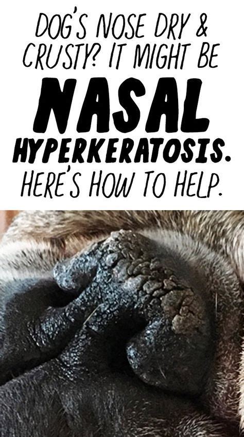 Is Your Dogs Nose Dry And Crusty It Might Be Nasal