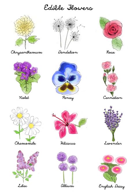 Edible culinary flowers are useful for a variety of purposes. Edible Flowers | MichellePhan.com