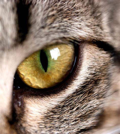 Quotes About Cats Eyes Quotesgram