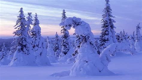 Snow World Forest Finland Winter Landscapes 1920x1080