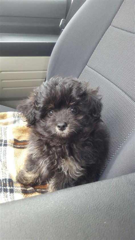 Hubble The Pomapoo Puppy Cuddly Animals Poodle Mix Breeds Puppies