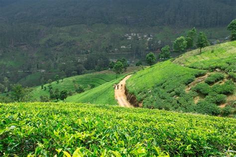 Premium Photo Tea Plantation