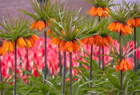 How To Grow And Care For Crown Imperial Plants