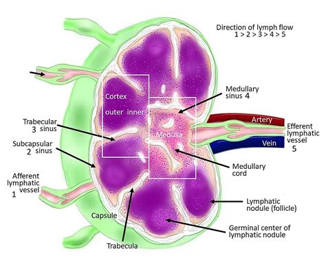 Lymph Nodes Definition Location Structure And Functions