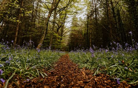 Wallpaper Forest Summer Trees Flowers Nature Trail Images For
