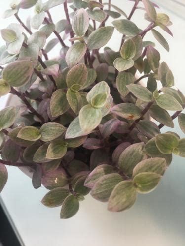 Brown Spots On Callisia Repens Pink Lady In The Houseplants Forum