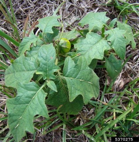 For a copy of the connecticut public swimming pool design guide, please call. horsenettle, Solanum carolinense (Solanales: Solanaceae ...
