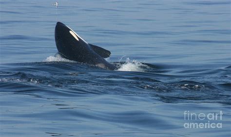 Killer Whale Breach Landing Photograph By Darci T Fine Art America