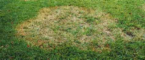 Brown Patch A Common Lawn Disease In Florida Collins Lawn And Shrub Care