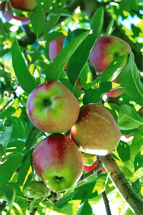 In the meantime, we'll keep supporting the places that inspire us. Pick Your Own Apples at Masker Orchards, the Hudson Valley ...
