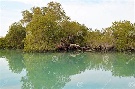 Mangrove Forest In Qeshm Island Iran Stock Photo Image Of Wetland