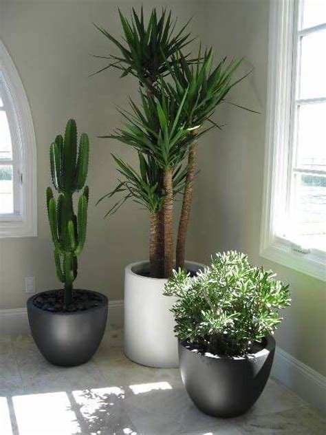 32 Office Plants Youll Want To Adopt House Plants Indoor Best