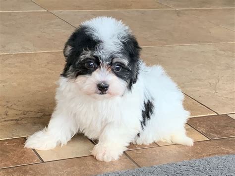 Havanese Puppies For Sale And Breeders In Cincinnati Ohio And Indiana