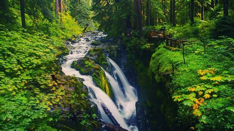 Wallpaper Waterfall Trees Green Forest 2560x1600 Hd Picture Image