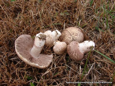 Agaricus Porphyrocephalus At Indiana Mushrooms