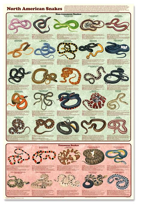 North Carolina Snakes Identification Chart