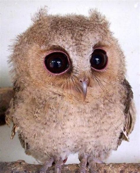 Cute Photos Of Animals With Big Eyes Animals Zone