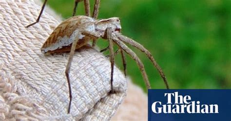 Britains Household Spiders Your Pictures Uk News The Guardian