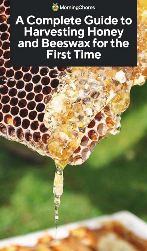 A Complete Guide To Harvesting Honey And Beeswax For The First Time Harvesting Honey Bee