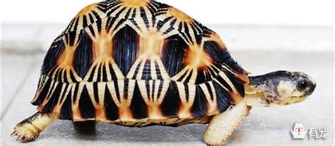 第 一 名 3000元 獎金 第二名：2000元 第三名：1000元 第四、五： 世界首創 龜山餅 1 盒 最佳造型王：人氣伴手禮禮盒組 最佳取景王：人氣. 輻射龜好不好養？這得看生活習性 - 每日頭條