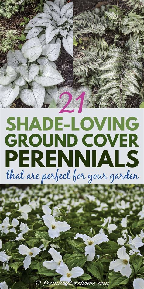 We did not find results for: Shade Ground Cover Perennials That Will Keep the Weeds ...