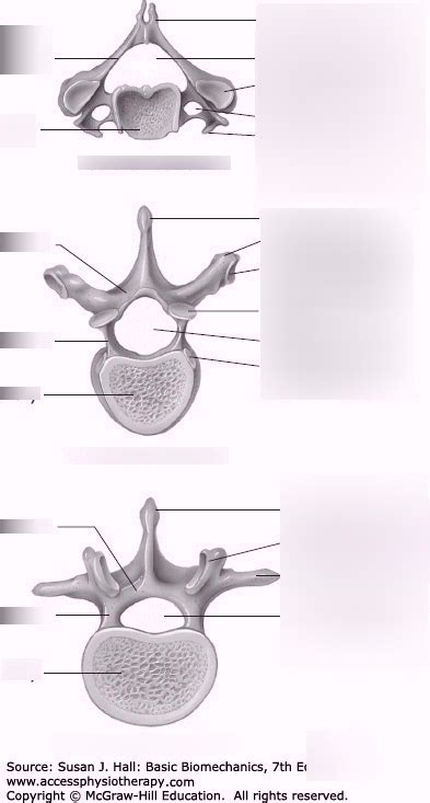 Cervical Thoracic Lumbar Vertebral Diagrams Diagram Quizlet
