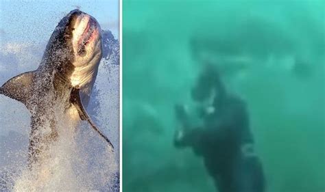 Great White Shark Almost Attacks Diver In Terrifying Encounter Video