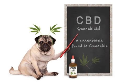 Cbd Oil For Dogs A Beginners Guide 2023 Plus Recommended Oil