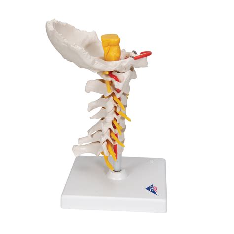 Anatomical Teaching Models Plastic Vertebrae Model Cervical Spinal