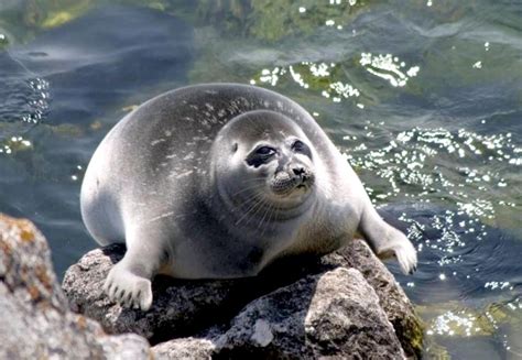 Baikal Seal Ocean Treasures Memorial Library
