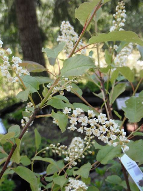 Prunus Virginiana Chokecherry Woodbrook Native Plant Nursery In 2023