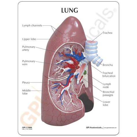 Lung Anatomy Model 3100 Respiratory Anatomical Model Gpi Anatomicals