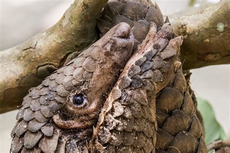 Pangolin Use In Tcm Unacceptable Say Most Hong Kong People In Chinese
