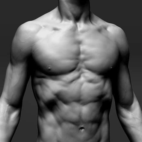 Torso Muscle Anatomy Art Male Anatomy By Ryky On Deviantart Almost