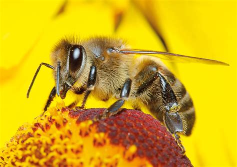 معلومات عن سورة النحل