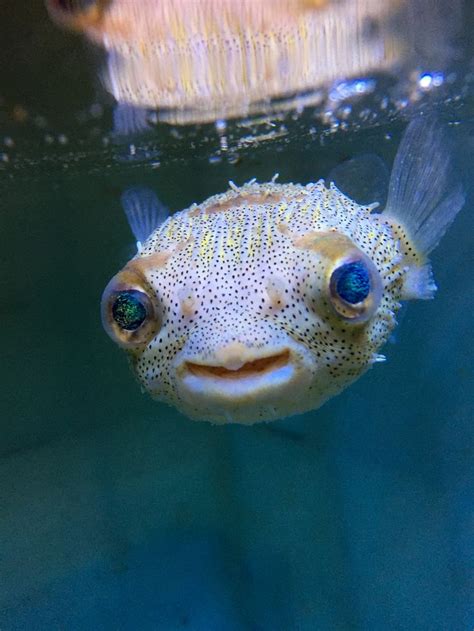 Freshwater Pufferfish Puff Up Telnyet Aquarium Fish