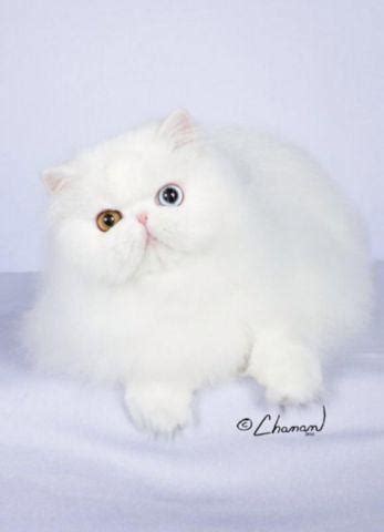 Favorite this post jul 25 kittens looking for a new home Beautiful white purebred Persian kittens available for ...