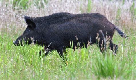 Wild Boar In Jacksonville Suburb Causes Concern Wjct News