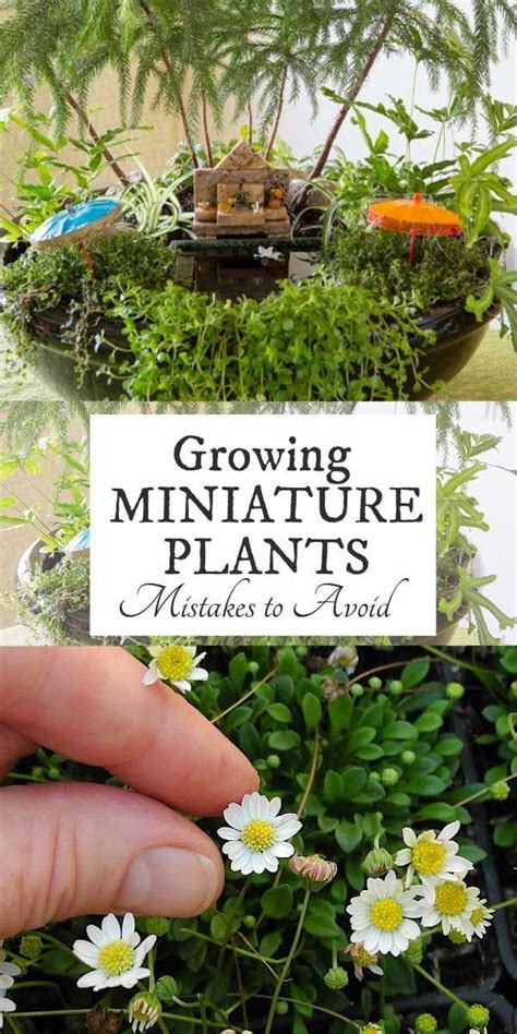 Want To Grow A Miniature Garden With Living Plants Miniature Gardening