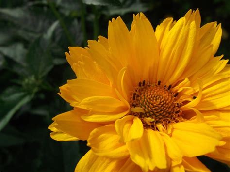 Beautiful Summer Flower Of Yellow Color Free Image Download