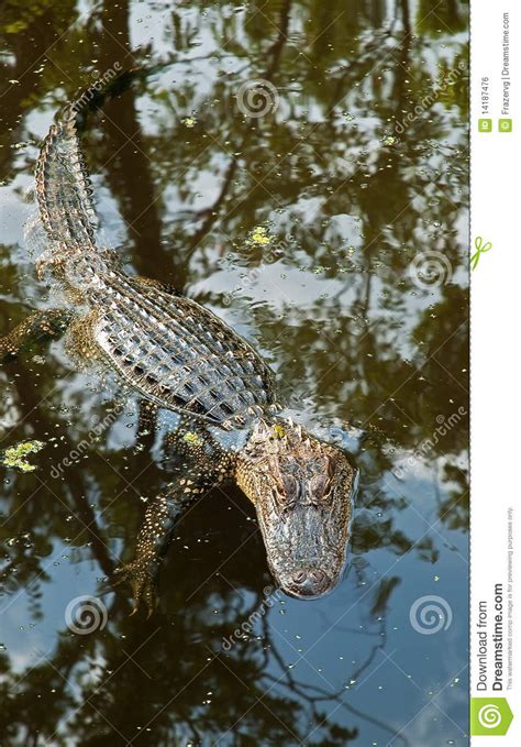 Alligator In Louisiana Swamp Usa Stock Photo Image Of Animals