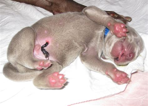 There are lots of puppies and young dogs available! RoseWin Weimaraners: Pups 3 days old