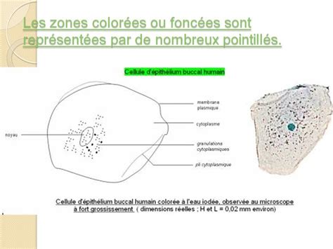 Dessin D Observation De Cellules Buccales Cours De Svt En Ligne Niveau Coll Ge