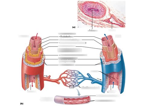 Figure 321 Generalized Structure Of Arteries Veins And Capillaries
