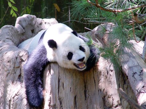 Free Panda Bear Stock Photo
